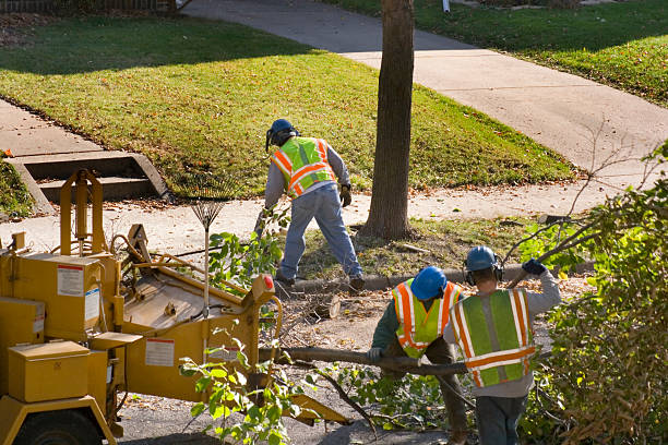 Danbury, CT Tree Services Company