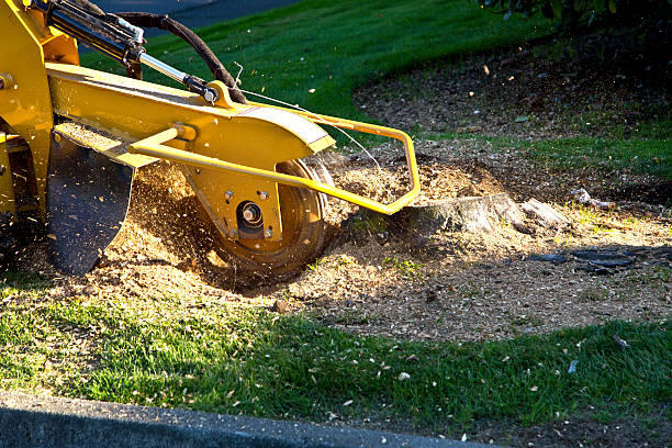 Danbury, CT Tree Services Company